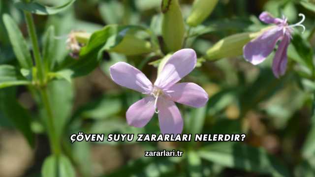 Çöven Suyu Zararları Nelerdir?