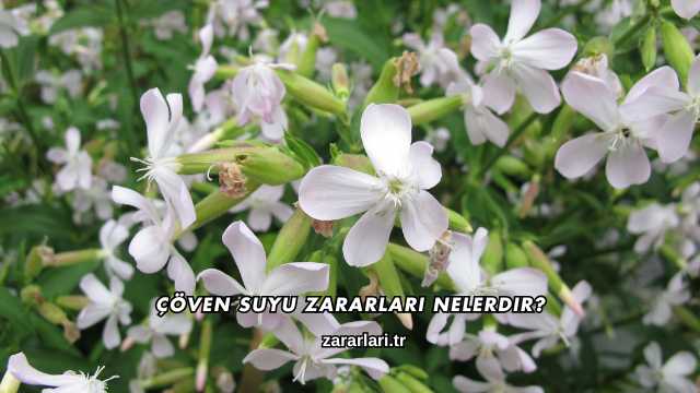 Çöven Suyu Zararları Nelerdir?