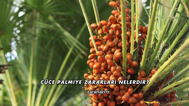 Cüce Palmiye Zararları nelerdir?
