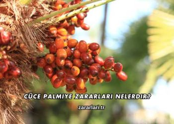 Cüce Palmiye Zararları nelerdir?
