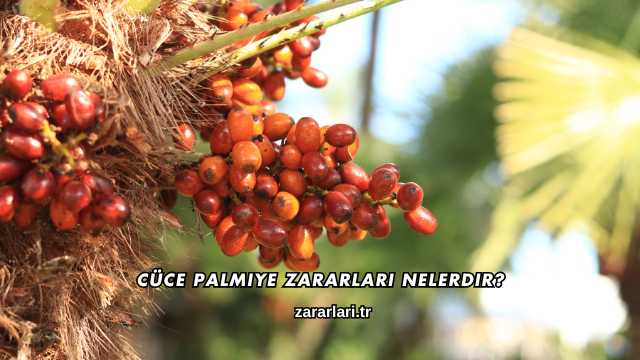 Cüce Palmiye Zararları nelerdir?