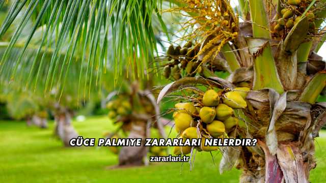Cüce Palmiye Zararları nelerdir?