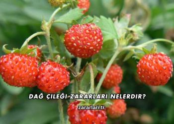Dağ Çileği Zararları Nelerdir?
