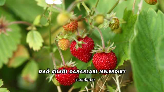 Dağ Çileği Zararları Nelerdir?
