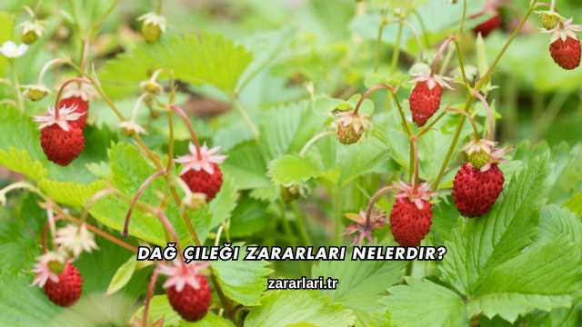 Dağ Çileği Zararları Nelerdir?