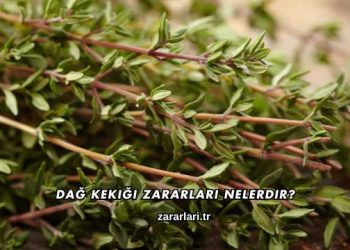 Dağ Kekiği Zararları Nelerdir?