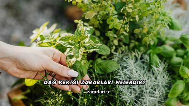 Dağ Kekiği Zararları Nelerdir?