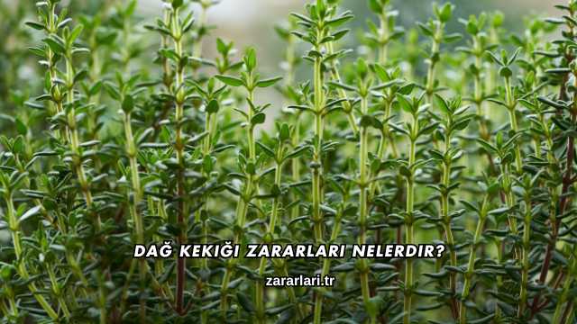 Dağ Kekiği Zararları Nelerdir?