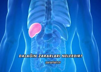 Dalağın Zararları Nelerdir?