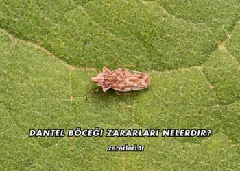 Dantel Böceği Zararları Nelerdir?