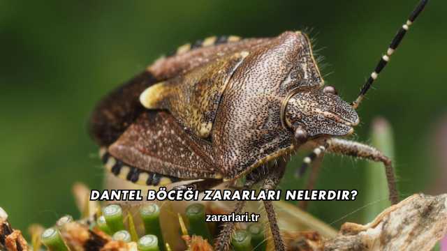 Dantel Böceği Zararları Nelerdir?