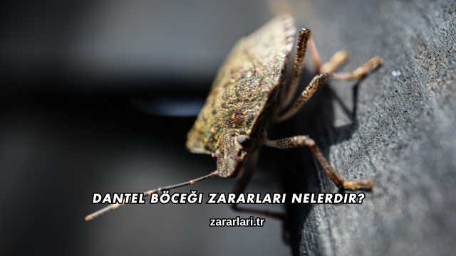 Dantel Böceği Zararları Nelerdir?