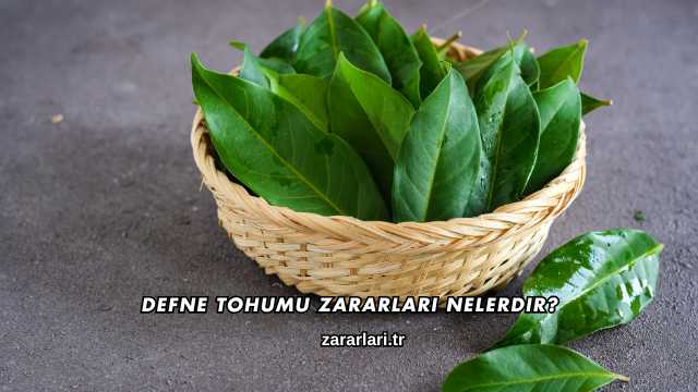 Defne Tohumu Zararları Nelerdir?