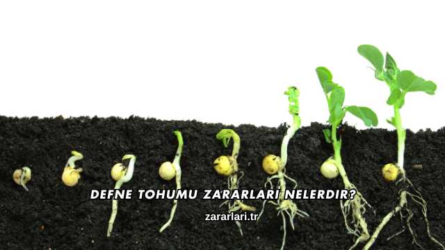 Defne Tohumu Zararları Nelerdir?