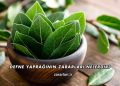 Defne Yaprağının Zararları Nelerdir