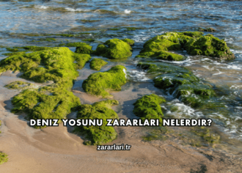 Deniz Yosunu Zararları Nelerdir?
