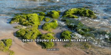 Deniz Yosunu Zararları Nelerdir?