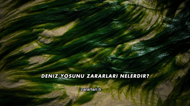 Deniz Yosunu Zararları Nelerdir?