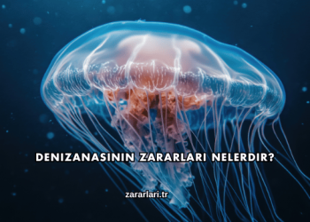 Denizanasının Zararları Nelerdir?