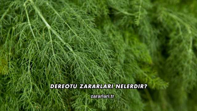 Dereotu Zararları Nelerdir?