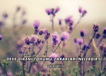 Deve Dikeni Tohumu Zararları Nelerdir?