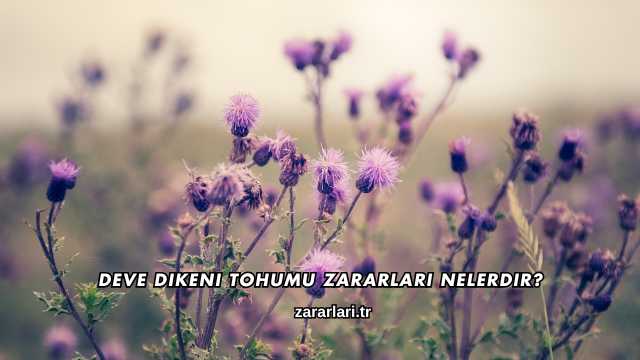 Deve Dikeni Tohumu Zararları Nelerdir?