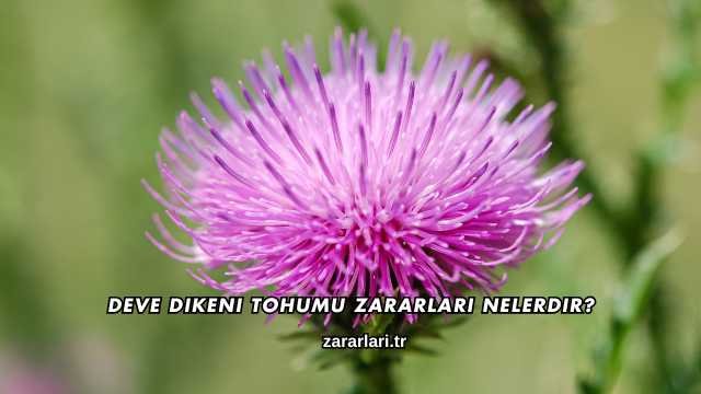 Deve Dikeni Tohumu Zararları Nelerdir?