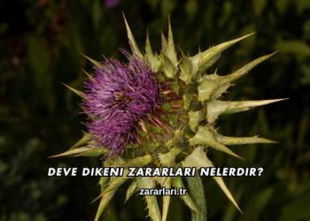 Deve Dikeni Zararları Nelerdir?