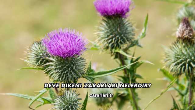 Deve Dikeni Zararları Nelerdir?