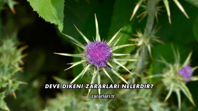 Deve Dikeni Zararları Nelerdir?