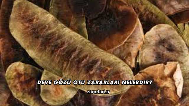 Deve Gözü Otu Zararları Nelerdir?