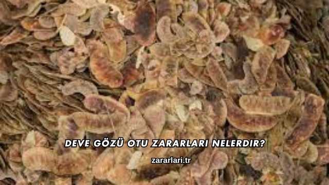 Deve Gözü Otu Zararları Nelerdir?
