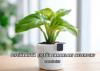 Difenbahya Çiçeği Zararları Nelerdir?