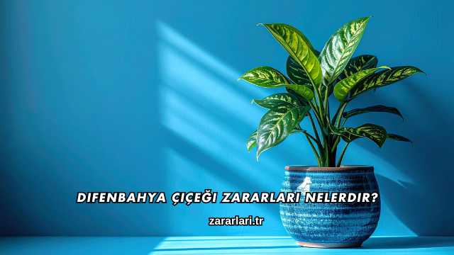 Difenbahya Çiçeği Zararları Nelerdir?