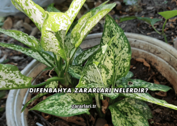 Difenbahya Zararları Nelerdir?