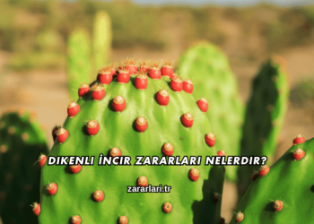 Dikenli İncir Zararları Nelerdir?