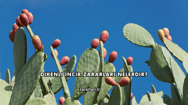 Dikenli İncir Zararları Nelerdir?