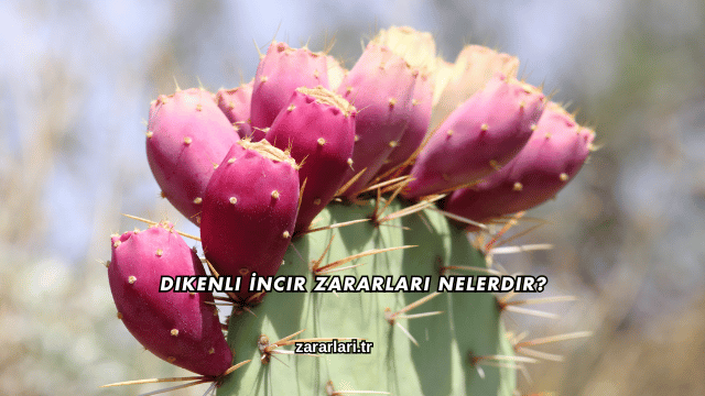 Dikenli İncir Zararları Nelerdir?