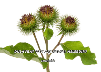 Dulavrat Otu Zararları Nelerdir?