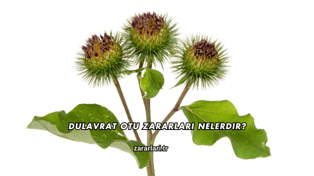 Dulavrat Otu Zararları Nelerdir?
