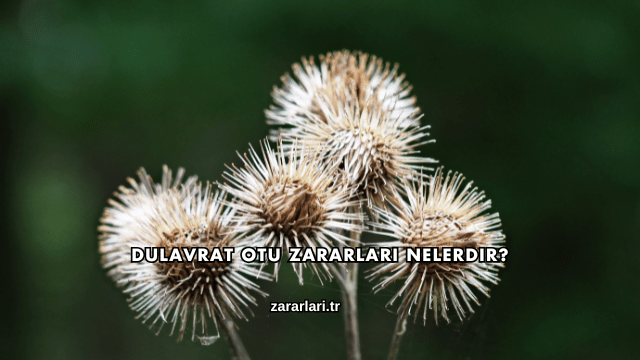 Dulavrat Otu Zararları Nelerdir?