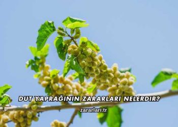 Dut Yaprağının Zararları Nelerdir?