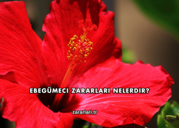 Ebegümeci Zararları Nelerdir?