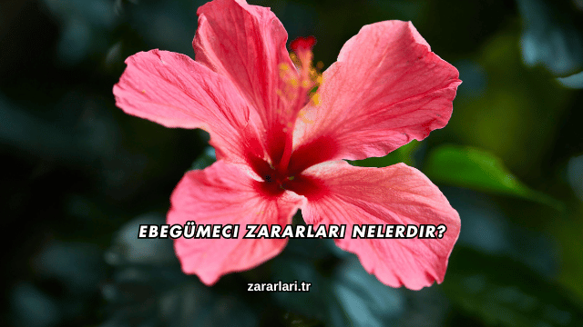 Ebegümeci Zararları Nelerdir?