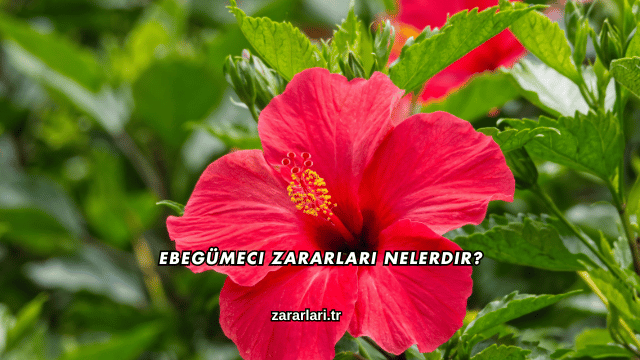 Ebegümeci Zararları Nelerdir?