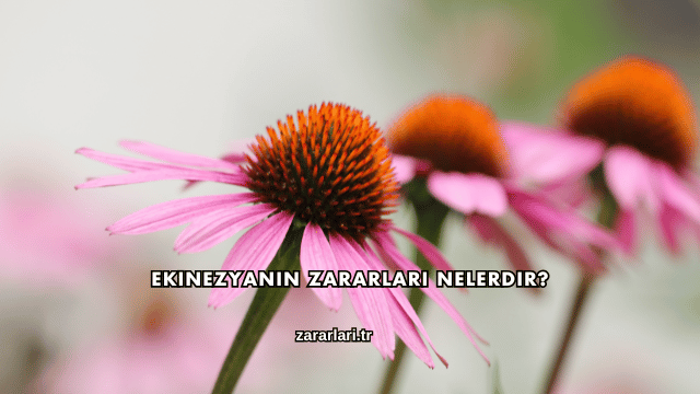 Ekinezyanın Zararları Nelerdir?