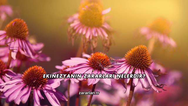 Ekinezyanın Zararları Nelerdir?