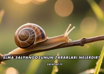 Elma Salyangozunun Zararları Nelerdir?