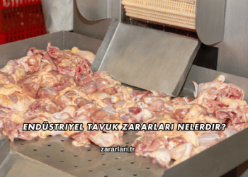 Endüstriyel Tavuk Zararları Nelerdir?