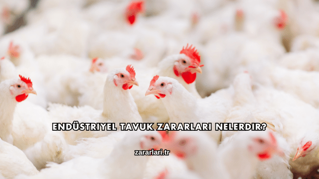 Endüstriyel Tavuk Zararları Nelerdir?
